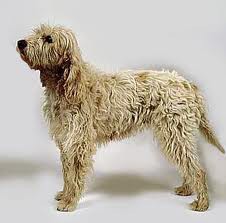 Briquet Griffon Vendéen